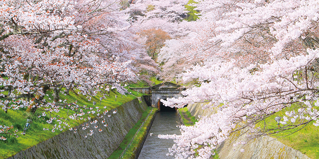 おでかけmoa 編集部のおすすめスポット 滋賀県のおすすめお花見 桜 夜桜 ライトアップ スポット5選 滋賀県のおでかけ 滋賀 がもっと好きになる おでかけmoa