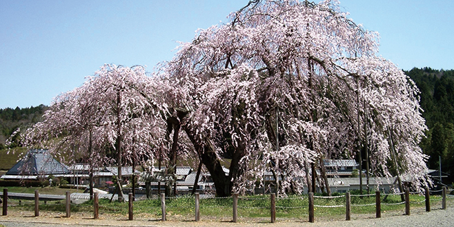 おでかけmoa 編集部のおすすめスポット 滋賀県のおすすめお花見 桜 夜桜 ライトアップ スポット5選 滋賀県のおでかけ 滋賀 がもっと好きになる おでかけmoa