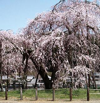 おでかけmoa 編集部のおすすめスポット 滋賀県のおすすめお花見 桜 夜桜 ライトアップ スポット5選 滋賀県のおでかけ 滋賀 がもっと好きになる おでかけmoa